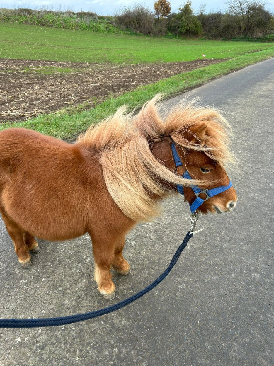 Ein Pony bei einer begleiteten Begegnung